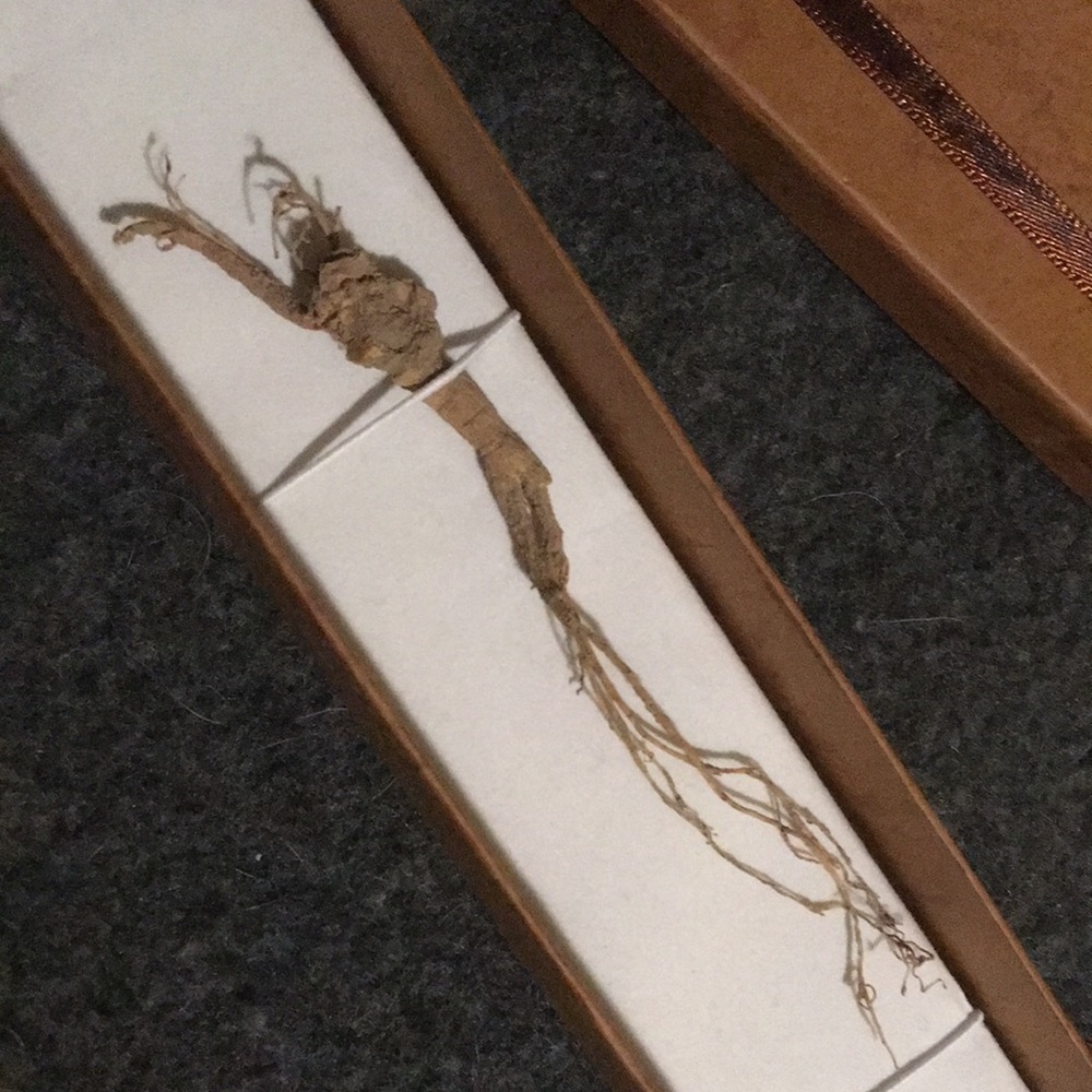 Wisconsin ginseng ‘Swimmer’